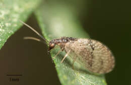 Image of Barber's brown lacewing