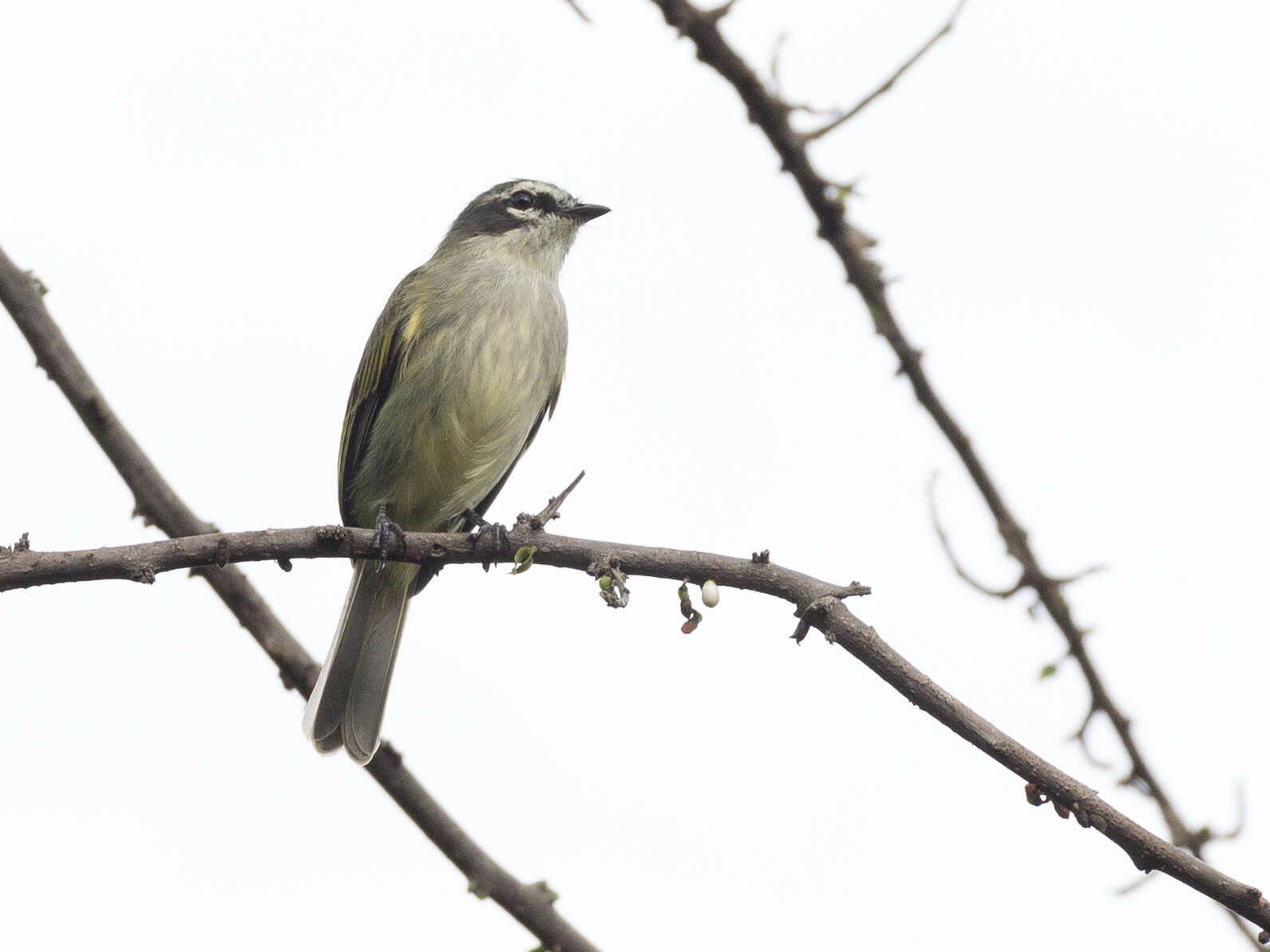 Image of Venezuelan Tyrannulet