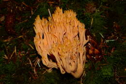 Image of Ramaria sandaracina Marr & D. E. Stuntz 1974