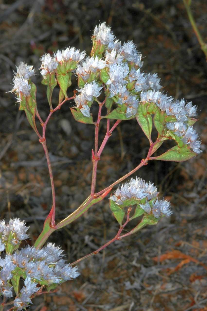 Imagem de Limonium thouinii (Viv.) O. Kuntze