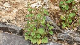 Image of roundleaf phacelia