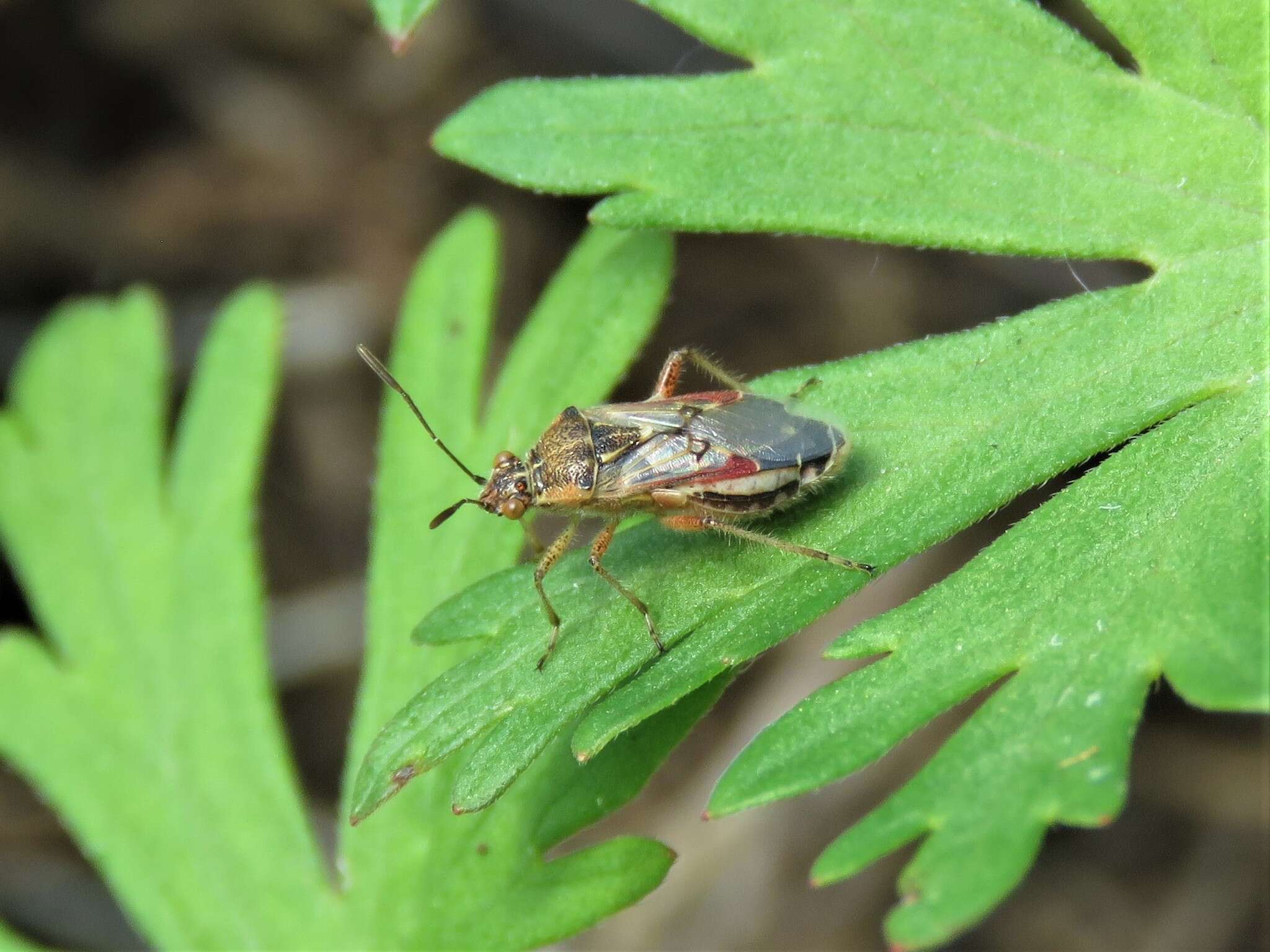 Image of Liorhyssus