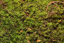 Image of horn calcareous moss