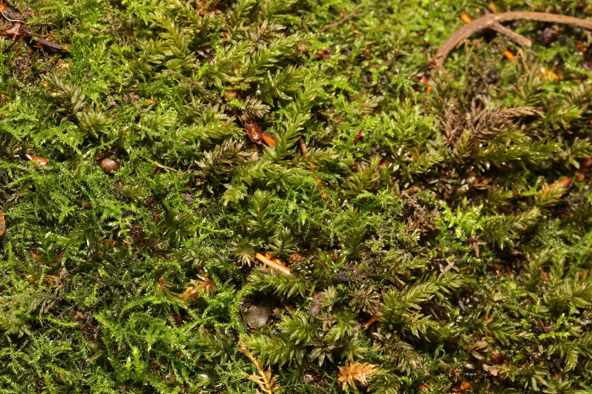 Image of horn calcareous moss