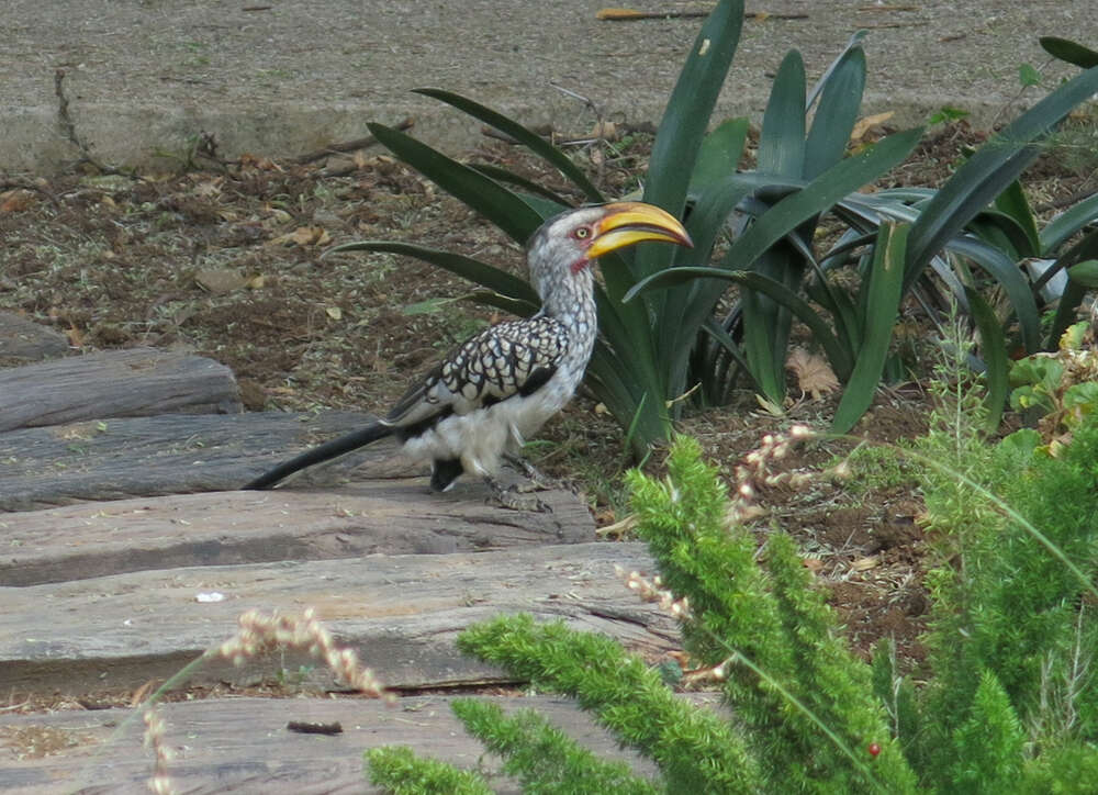 Image of Southern Yellow-billed Hornbill