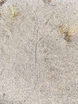 Image of Desert Kangaroo Rat