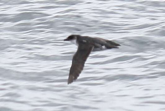 Image of Peruvian Diving Petrel