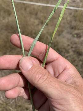 Image of perennial cupgrass