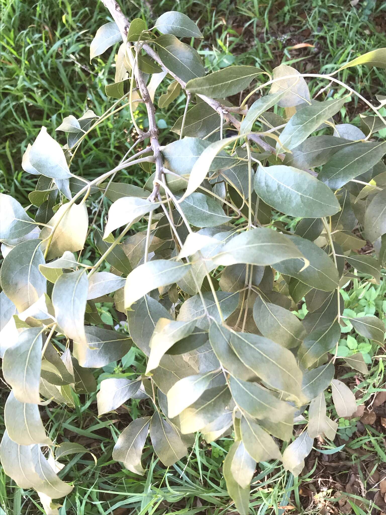 Image of Bolusanthus