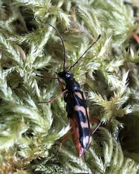 Image of Xestoleptura behrensii (Le Conte 1873)