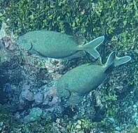 Image of Brown-spotted rabbitfish