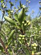 Image de Prunus emarginata var. emarginata