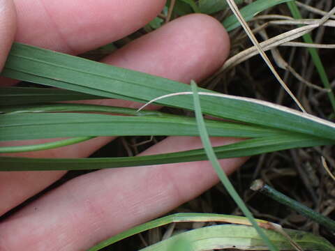 Image of Freesia laxa subsp. azurea (Goldblatt & Hutchings) Goldblatt & J. C. Manning