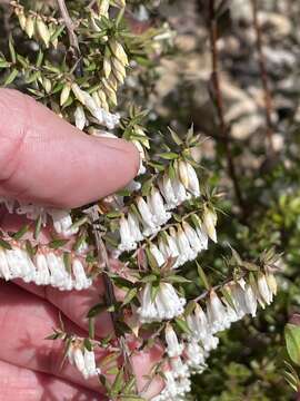 Image of Styphelia fletcheri subsp. brevisepala