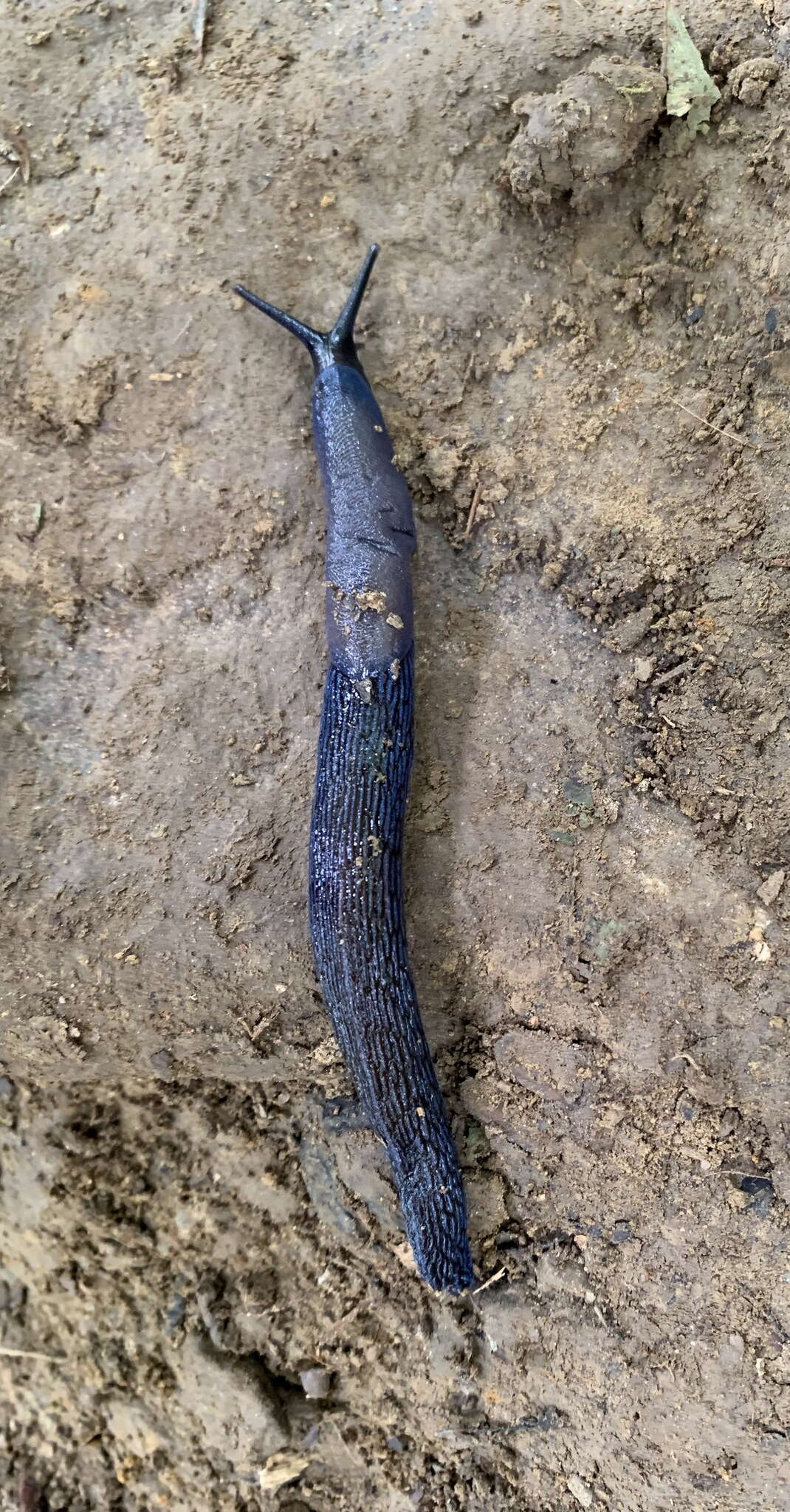 Image of Carpathian blue slug