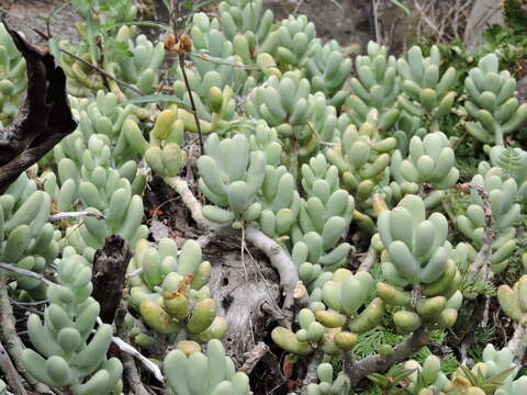 Image of Sedum allantoides Rose