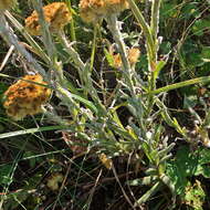 Plancia ëd Helichrysum cephaloideum DC.