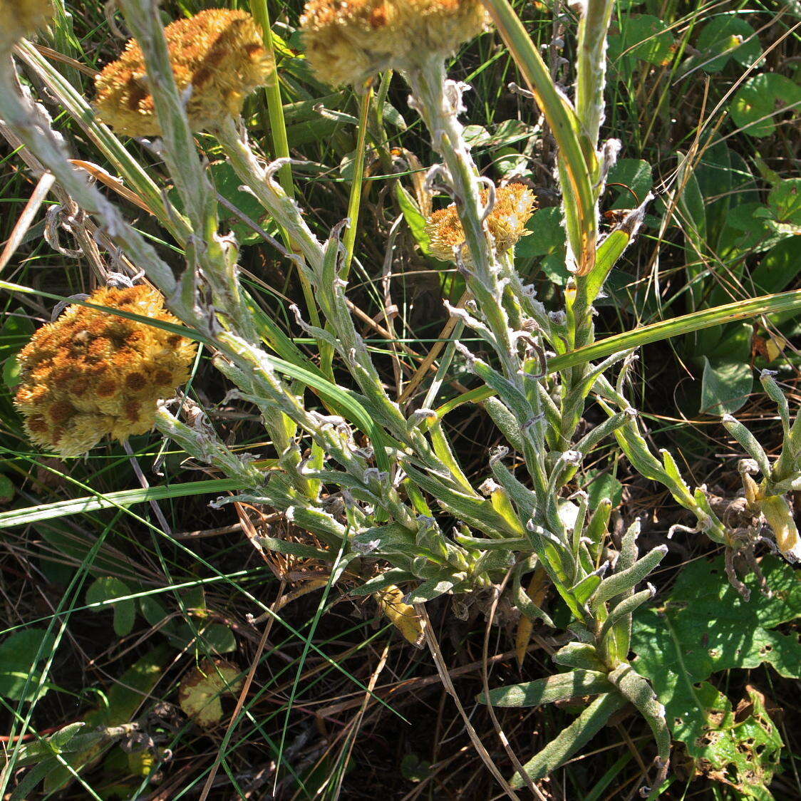 Image of Helichrysum cephaloideum DC.