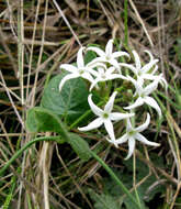 Image of Orthanthera jasminiflora (Decne.) Schinz