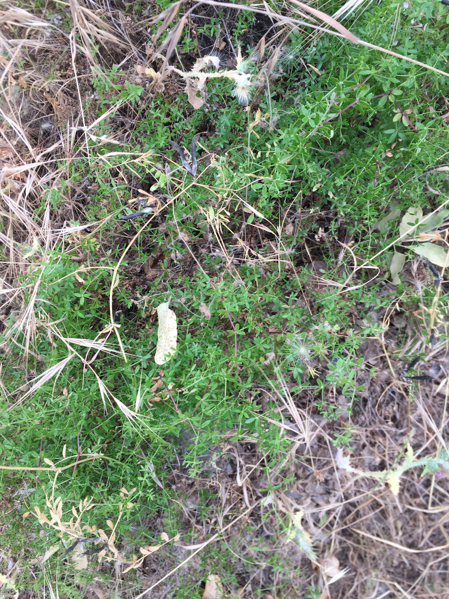 Image of graceful bedstraw