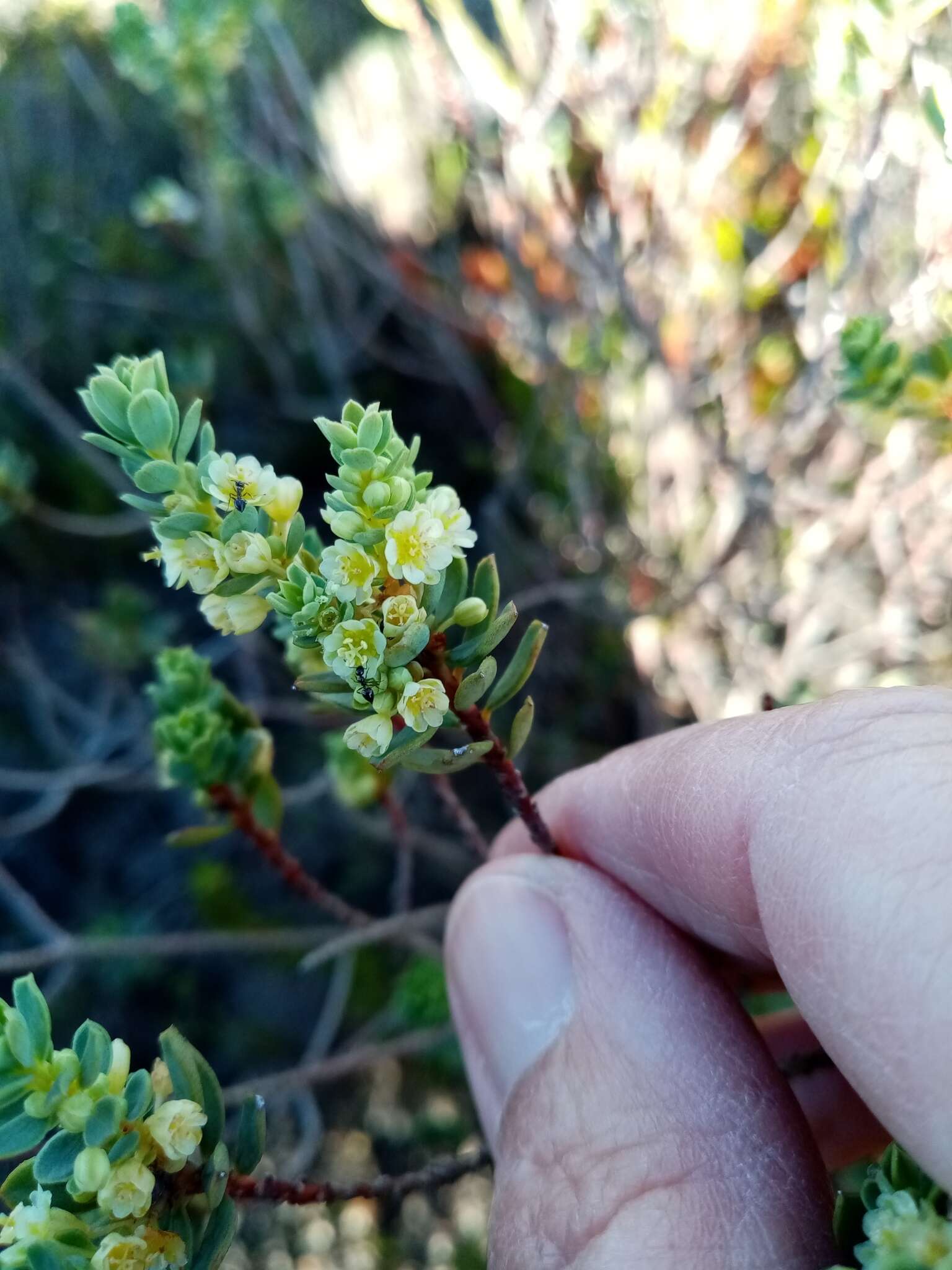 Image of Clutia alaternoides L.