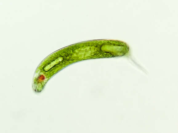 Image of Lepocinclis oxyuris