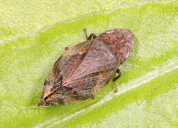 Image of Diamondback Spittlebug