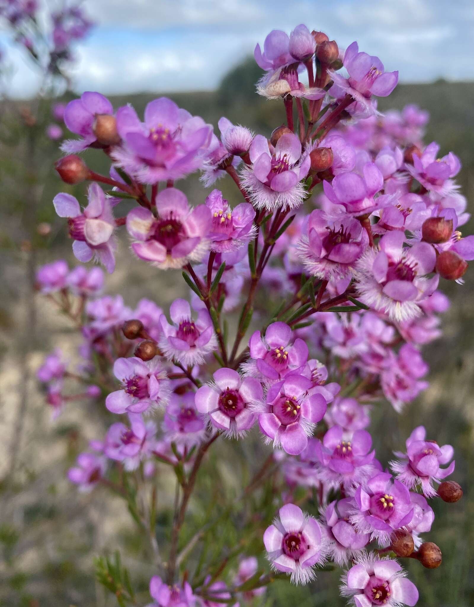 Image de Verticordia picta Endl.