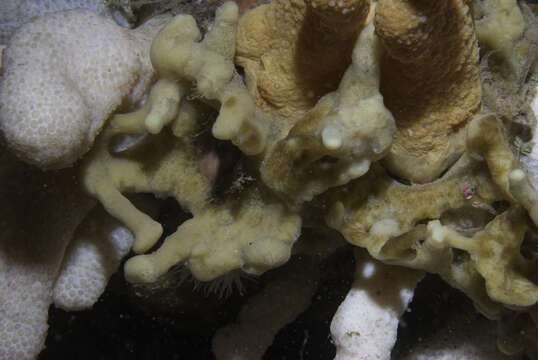 Image of yellow-fingered horny sponge