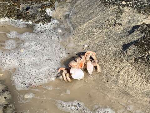 Image of Red Sea ghost crab