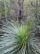 Image of Xanthorrhoea arborea R. Br.