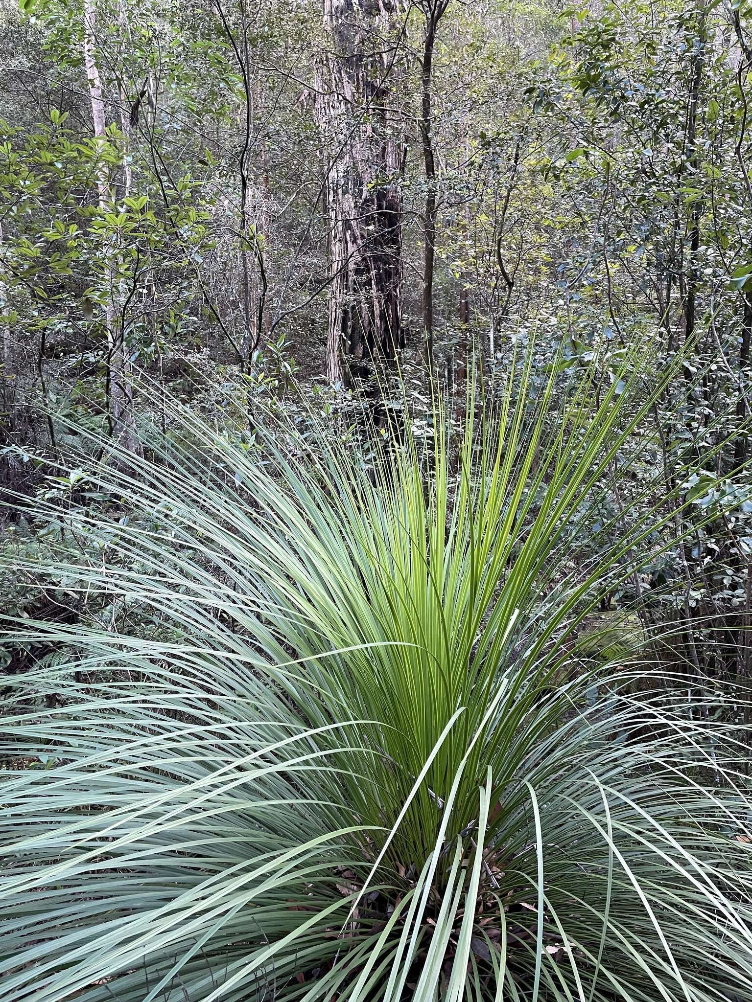 Image of Xanthorrhoea arborea R. Br.