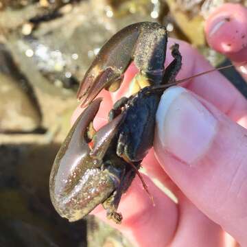 Image of Cabrillo porcelain crab