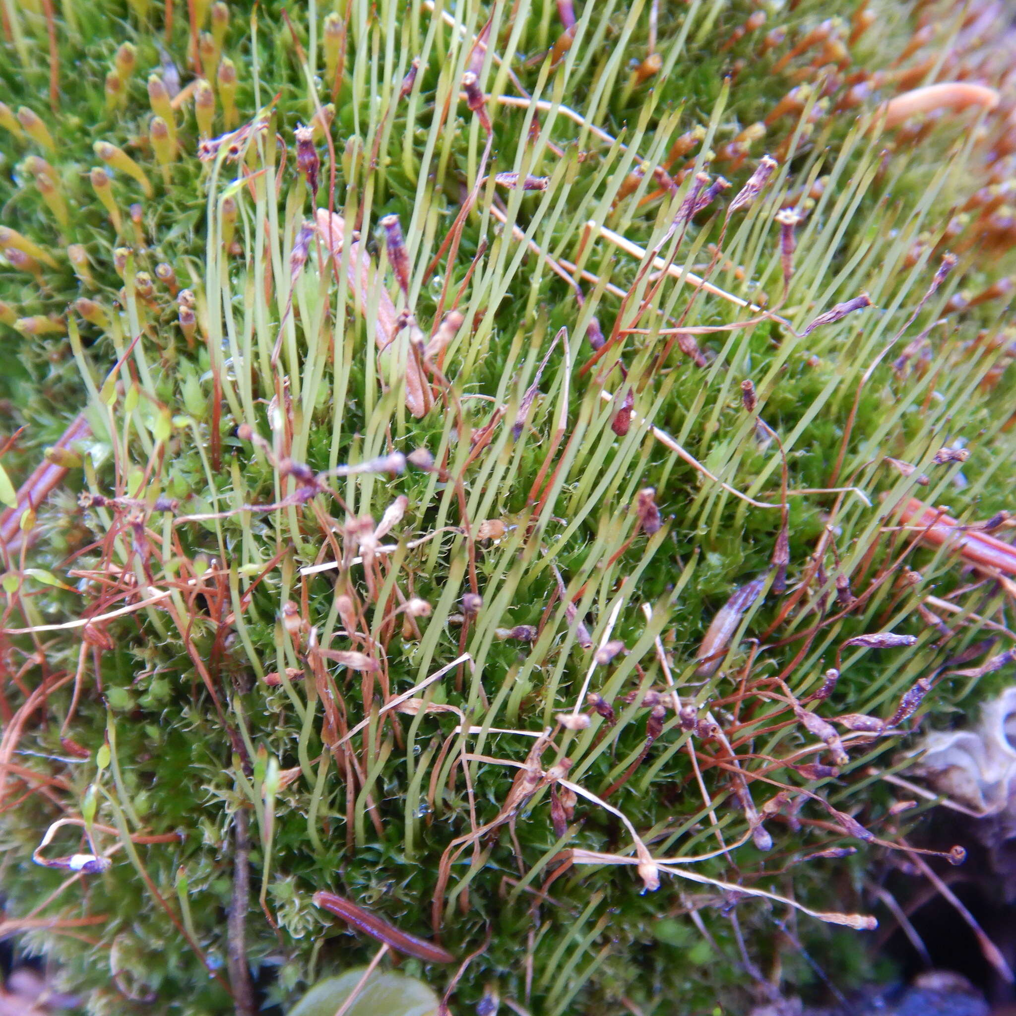 Image of toothedleaf nitrogen moss