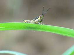 Image of Variegated grasshopper