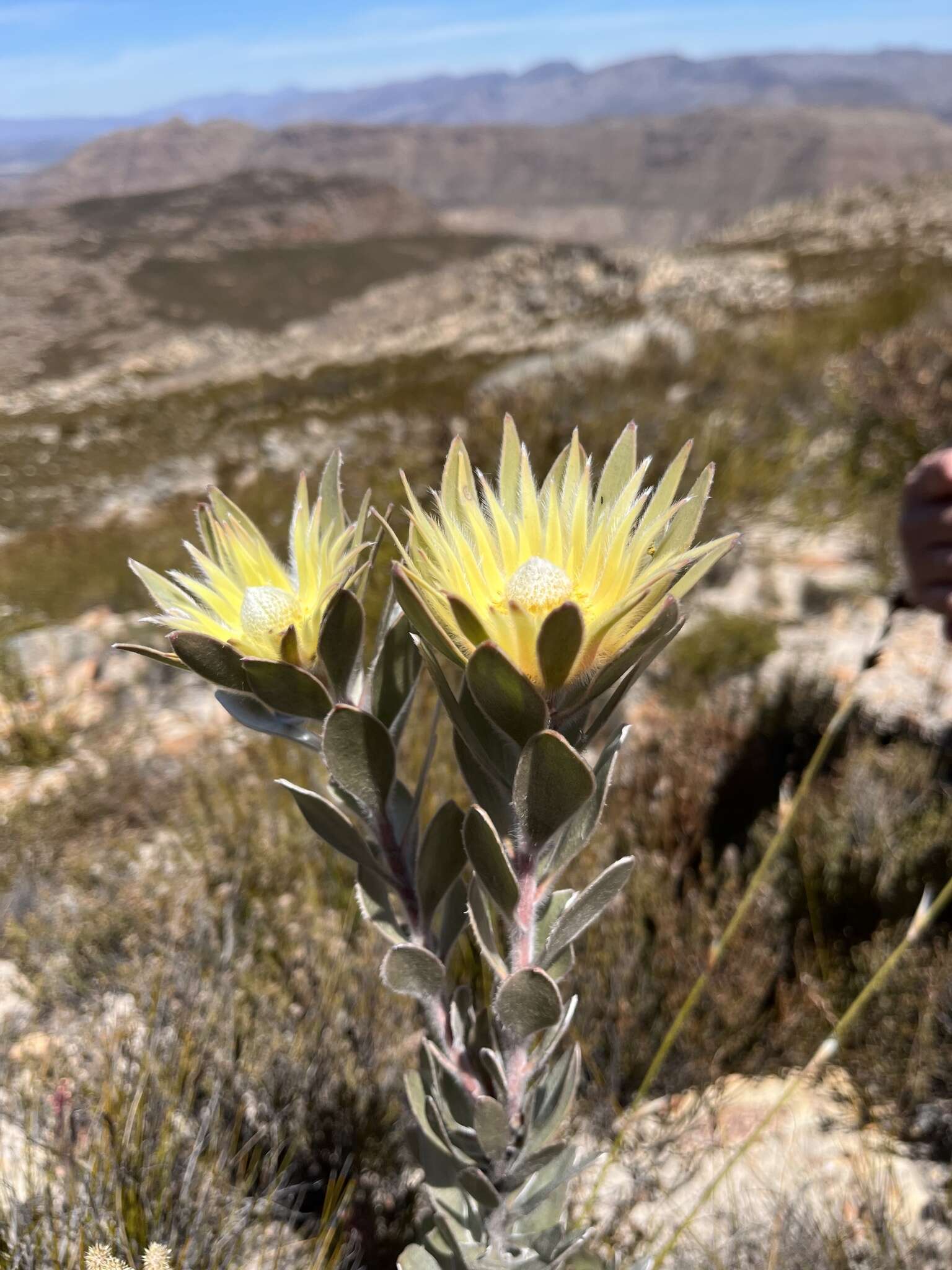 Image of Leucadendron bonum I. Williams