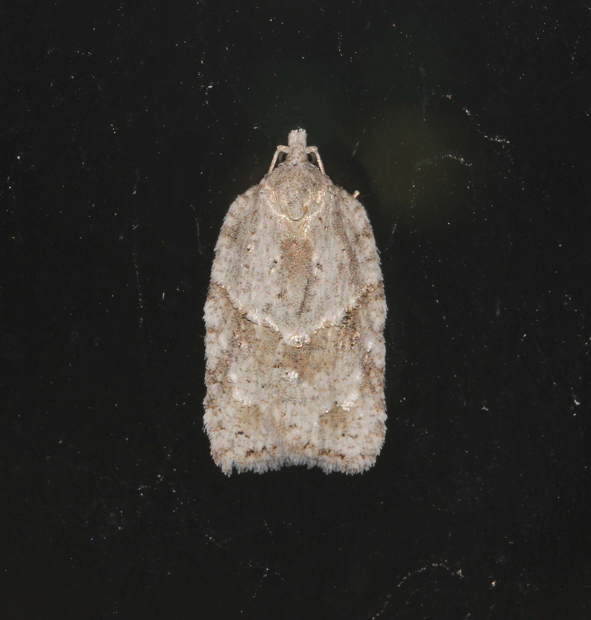 صورة Acleris placidus Yasuda & Kawabe 1980