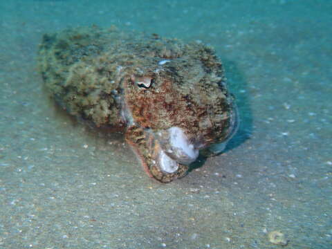 Image of Common Cuttlefish