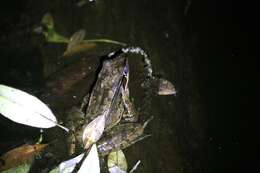 Image of Siam Frog; Black-eared Frog