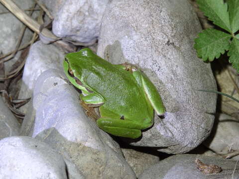 Image of Common tree frog