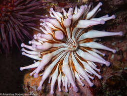 Image of blunt-tentacled anemone