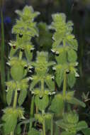 Слика од Sideritis lanata L.