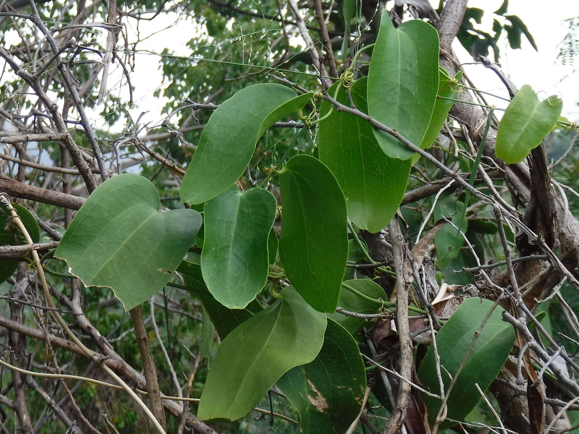 Image of Everglades Greenbrier