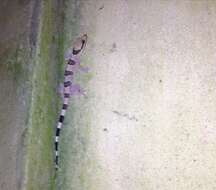 Image of Banded Leaf-toed Gecko