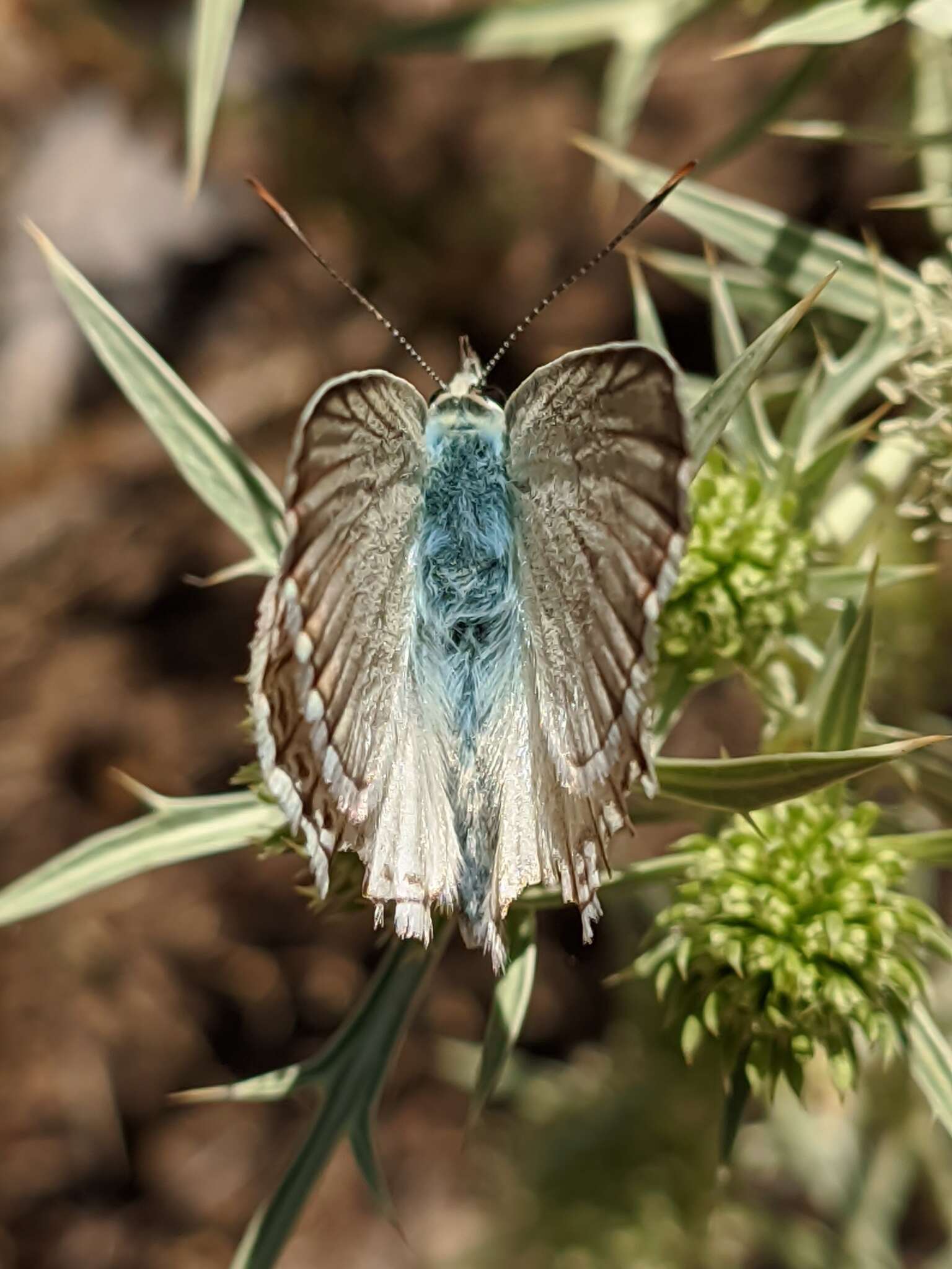 Imagem de Polyommatus albicans (Gerhard 1851)