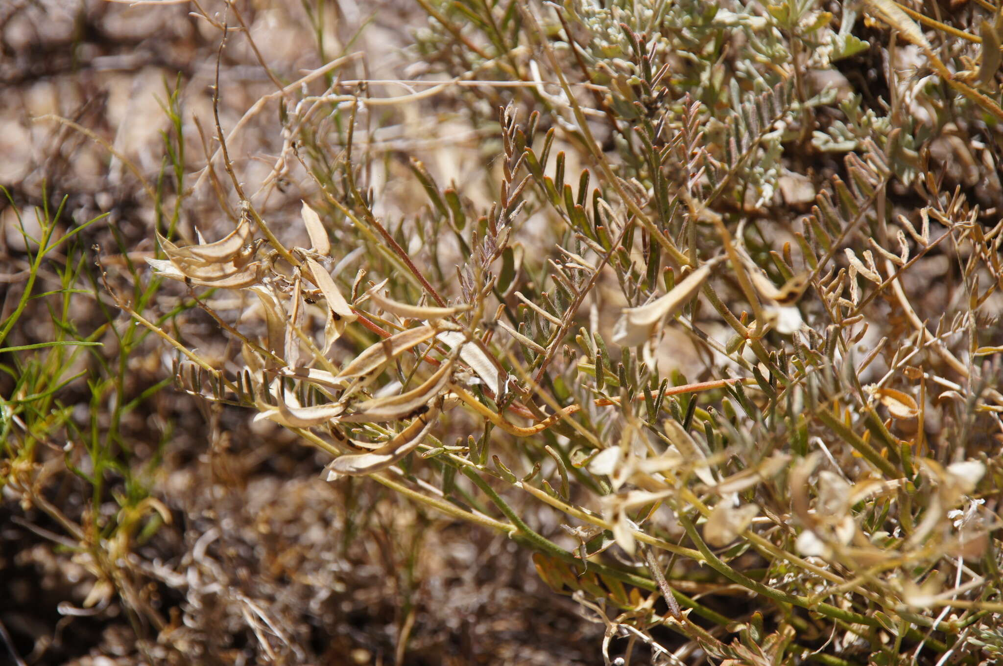 Image de Astragalus bernardinus M. E. Jones.