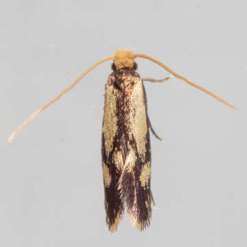 Image of Isocorypha mediostriatella (Clemens 1865)