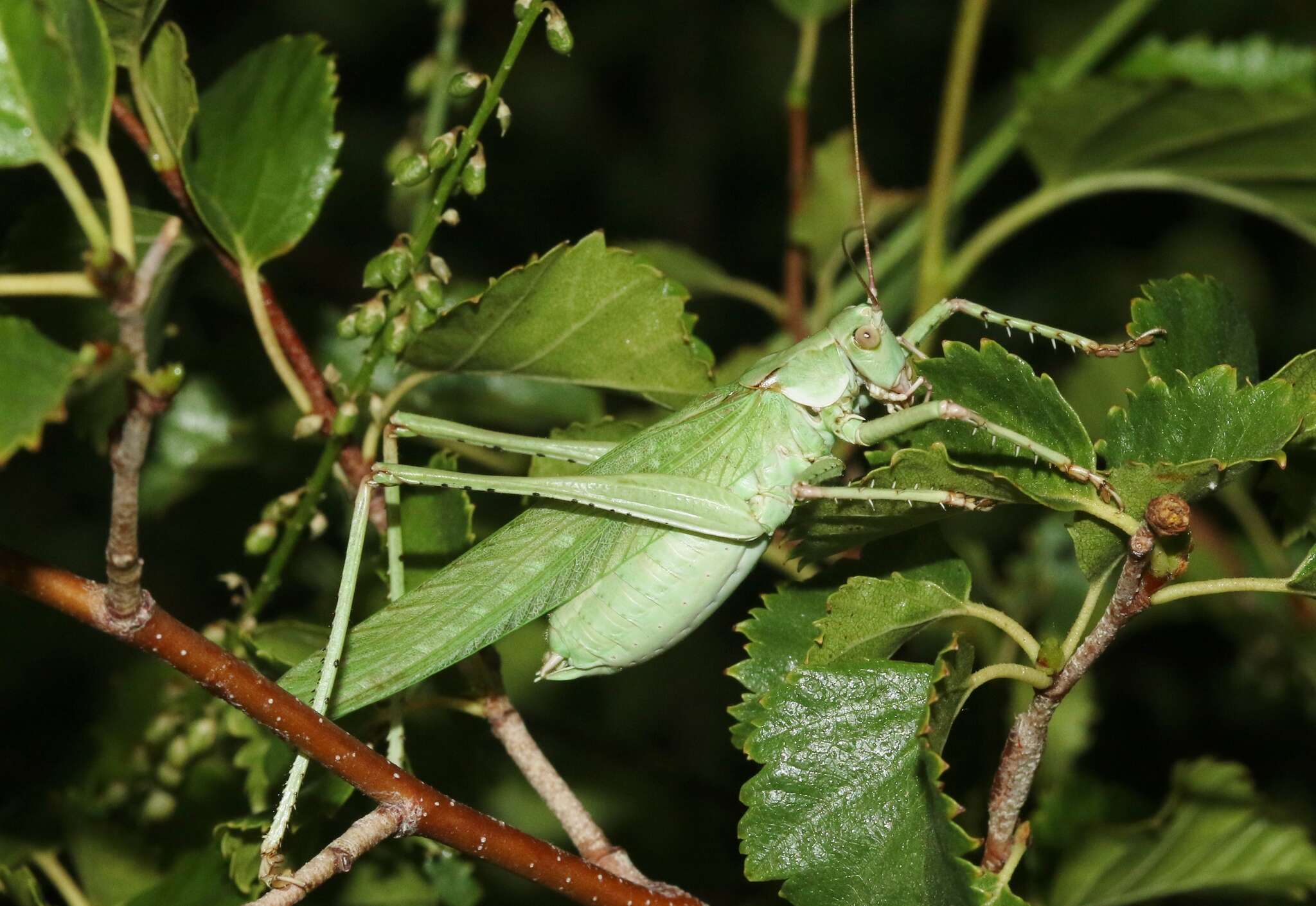 Sivun Capnobotes occidentalis (Thomas & C. 1872) kuva