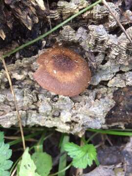 Image of Cystoagaricus hirtosquamulosus (Peck) Örstadius & E. Larss. 2015