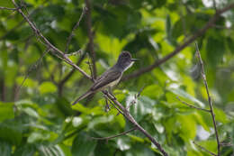 Imagem de Myiarchus phaeocephalus Sclater & PL 1860